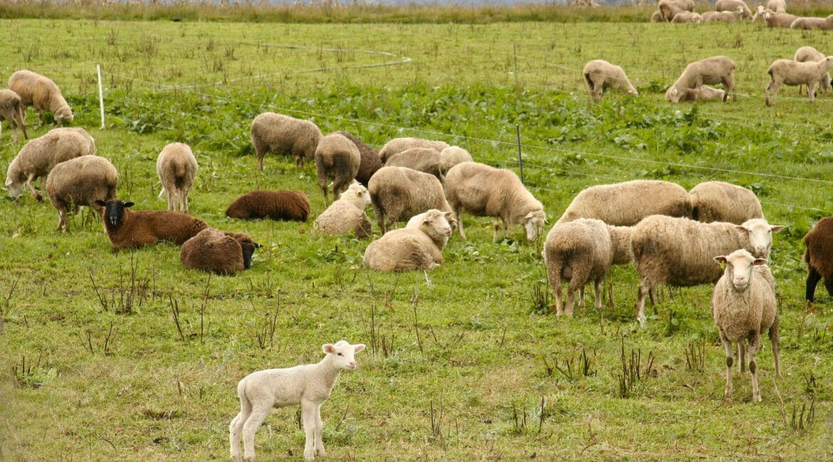 Qurbani
